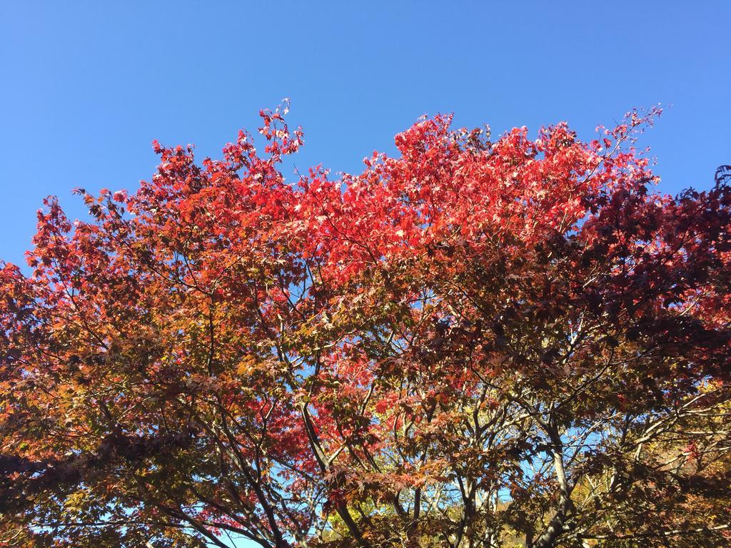 Kinugawaonsen Fukumatsu Hotel Nikkō Luaran gambar